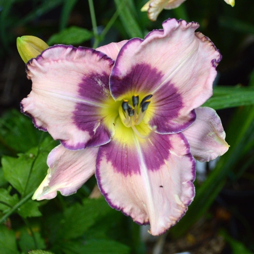 Daylily-Stone-Palace-Perfection-1200x-DSC 0674