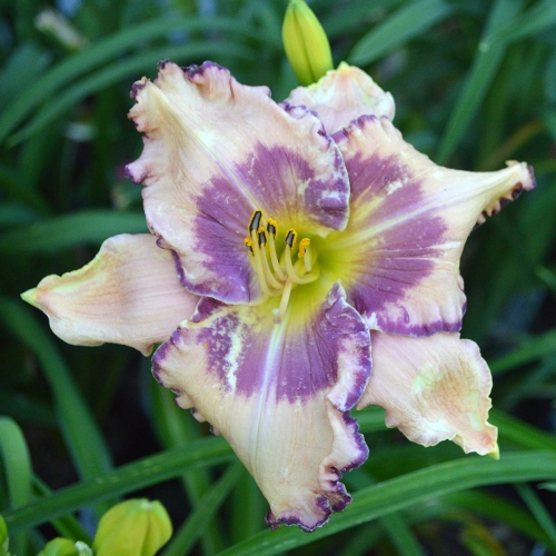 Daylily-Stone-Palace-Perfection-1200x-DSC 0956