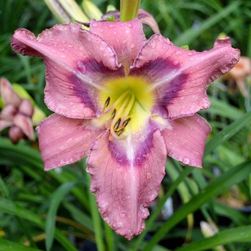 Daylily-Stone-Palace-Sonic-Boom-1200x-DSC 0108