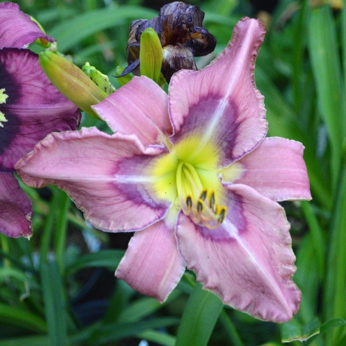 Daylily-Stone-Palace-Sonic-Boom-1200x-DSC 0159