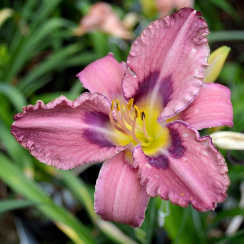 Daylily-Stone-Palace-Sonic-Boom-1200x-DSC 0436