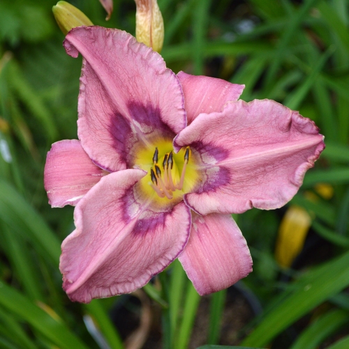 Daylily-Stone-Palace-Sonic-Boom-1200x-DSC 0589