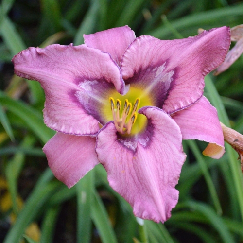 Daylily (Hemerocallis) Stone Palace Sonic Boom