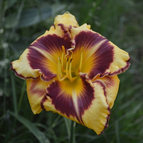 Daylily-Stone-Palace-Sunshine-1200x-DSC 0065
