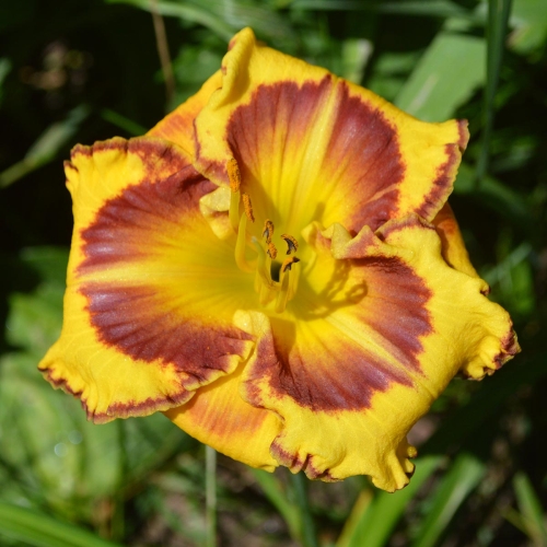 Daylily (Hemerocallis) Stone Palace Sunshine