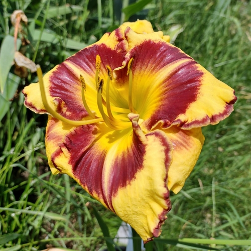 Daylily-Stone-Palace-Sunshine-1200x