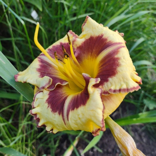 Daylily-Stone-Palace-Sunshine