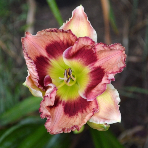 Daylily (Hemerocallis) Strawberry Pancakes