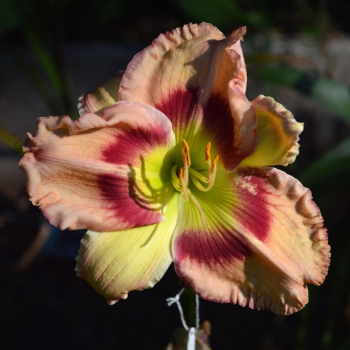 Daylily-Strawberry-Pancakes-1200x-DSC 0229