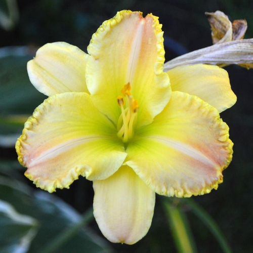Daylily-Techny-Peachy-Lace-1200x-DSC 0211