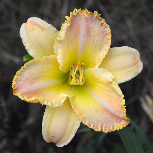 Daylily-Techny-Peachy-Lace-1200x-DSC 0615