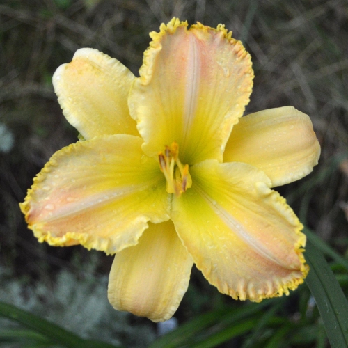 Daylily-Techny-Peachy-Lace-1200x-DSC 0689