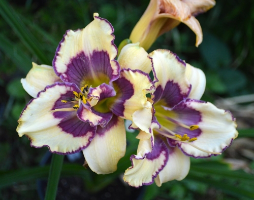 Daylily-The-Tribble-With-Blue-1200h-DSC 0166