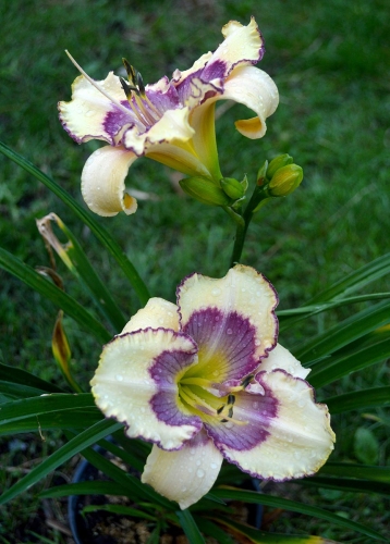 Daylily-The-Tribble-With-Blue-1200h-DSC 0184