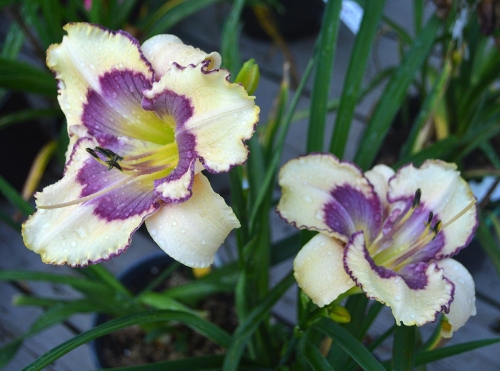 Daylily-The-Tribble-With-Blue-1200w-DSC 0169