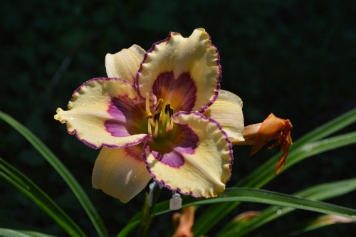 Daylily-The-Tribble-With-Blue-1200w-DSC 0494