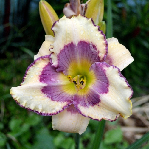 Daylily-The-Tribble-With-Blue-1200x-DSC 0099
