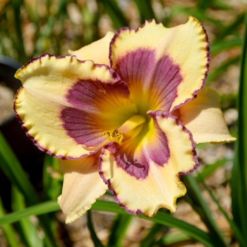 Daylily-The-Tribble-With-Blue-1200x-DSC 0133