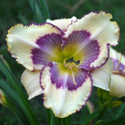 Daylily-The-Tribble-With-Blue-1200x-DSC 0178