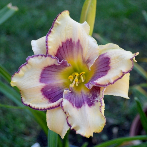 Daylily-The-Tribble-With-Blue-1200x-DSC 0306
