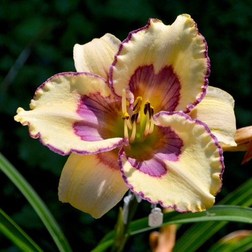 Daylily-The-Tribble-With-Blue-1200x-DSC 0495