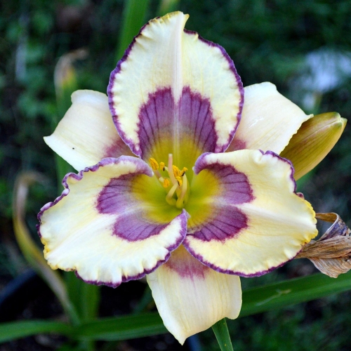 Daylily-The-Tribble-With-Blue-1200x-DSC 0764