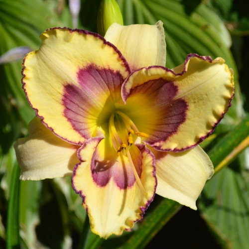 Daylily-The-Tribble-With-Blue-1200x-DSC 0872
