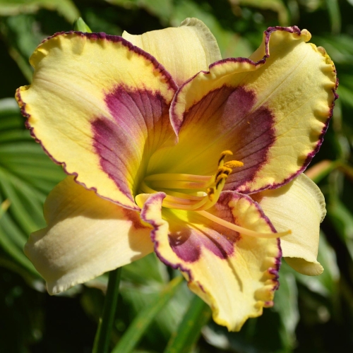 Daylily-The-Tribble-With-Blue-1200x-DSC 0873