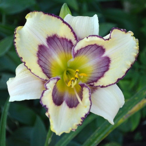 Daylily-The-Tribble-With-Blue-1200x-DSC 0875