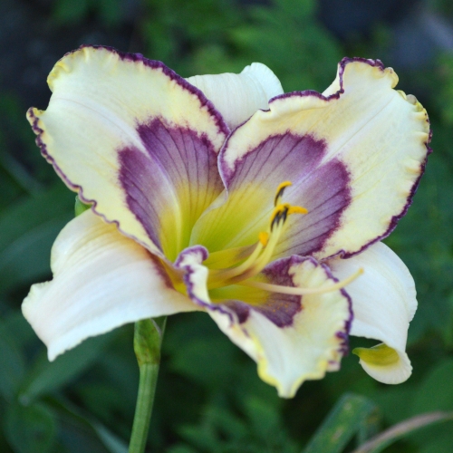 Daylily-The-Tribble-With-Blue-1200x-DSC 0882
