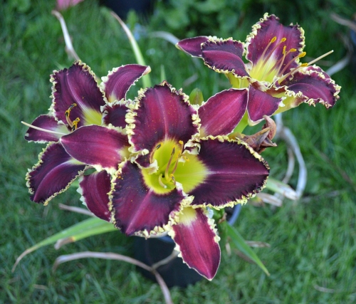Daylily-The-Upside-Down-1200h-DSC 0203