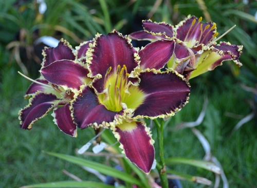 Daylily-The-Upside-Down-1200h-DSC 0205
