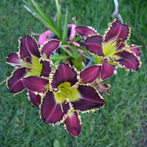 Daylily-The-Upside-Down-1200x-DSC 0201