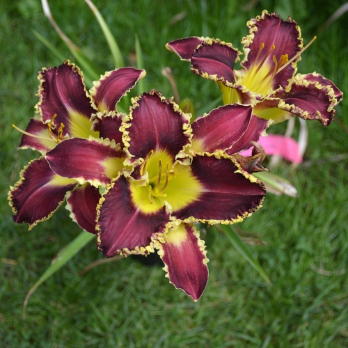 Daylily-The-Upside-Down-1200x-DSC 0232