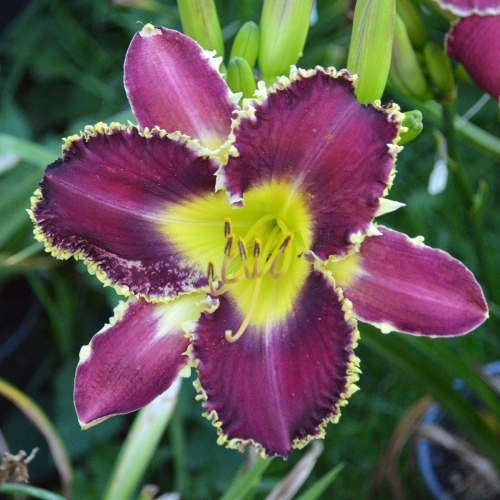 Daylily (Hemerocallis) The Upside Down