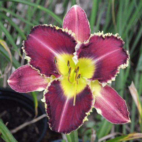 Daylily-The-Upside-Down-1200x-DSC 0280