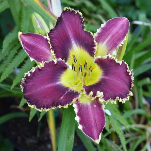 Daylily-The-Upside-Down-1200x-DSC 0580