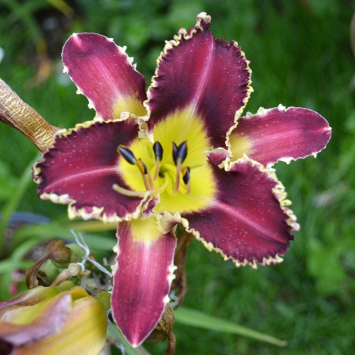 Daylily-The-Upside-Down-1200x-DSC 0870