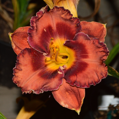 Daylily (Hemerocallis) Theodora