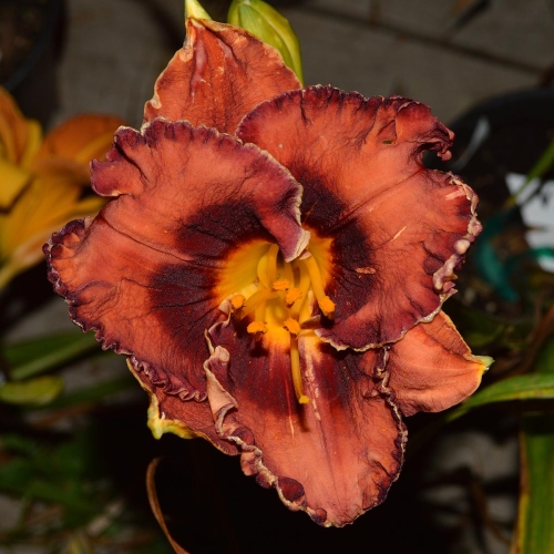 Daylily-Theodora-1200x-SC 0004