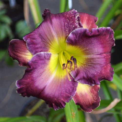Daylily-Through-A-Glass-Darkly-1200x-DSC 0284