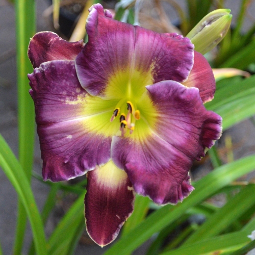 Daylily-Through-A-Glass-Darkly-1200x-DSC 0285