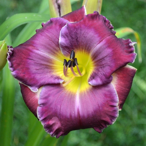 Daylily (Hemerocallis) Through A Glass Darkly