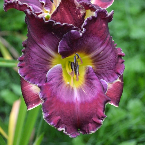 Daylily-Through-A-Glass-Darkly-1200x-DSC 0998