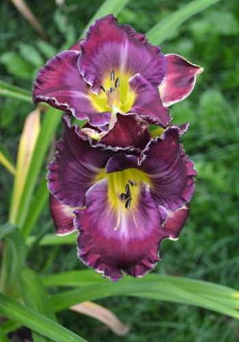 Daylily-Through-A-Glass-Darkly-1200x-DSC 0999