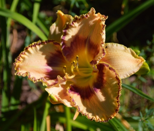 Daylily-To-Dye-For-1200x-DSC 0218