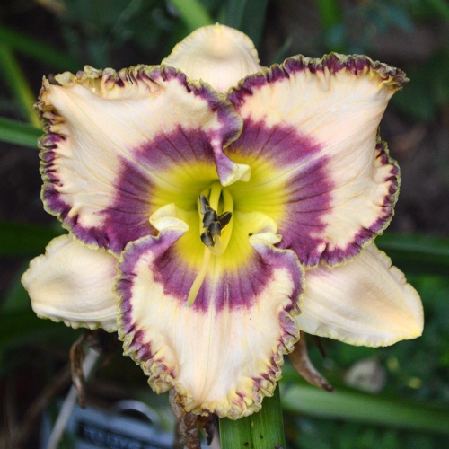 Daylily-To-Dye-For-1200x-DSC 0258