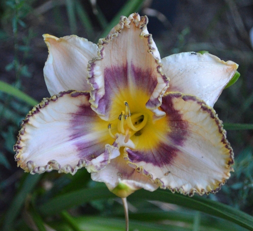 Daylily-To-Dye-For-1200x-DSC 0316