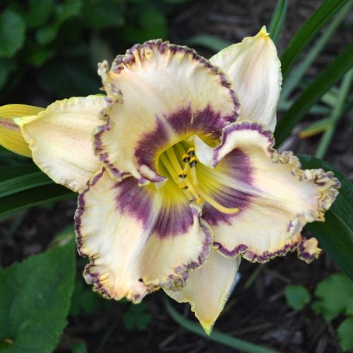 Daylily-To-Dye-For-1200x-DSC 0405