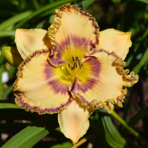 Daylily-To-Dye-For-1200x-DSC 0446